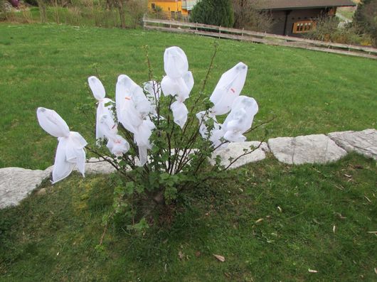 black currant plant with wrapped branches