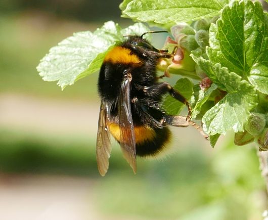 large earth bumblebee visiting a black currant flower