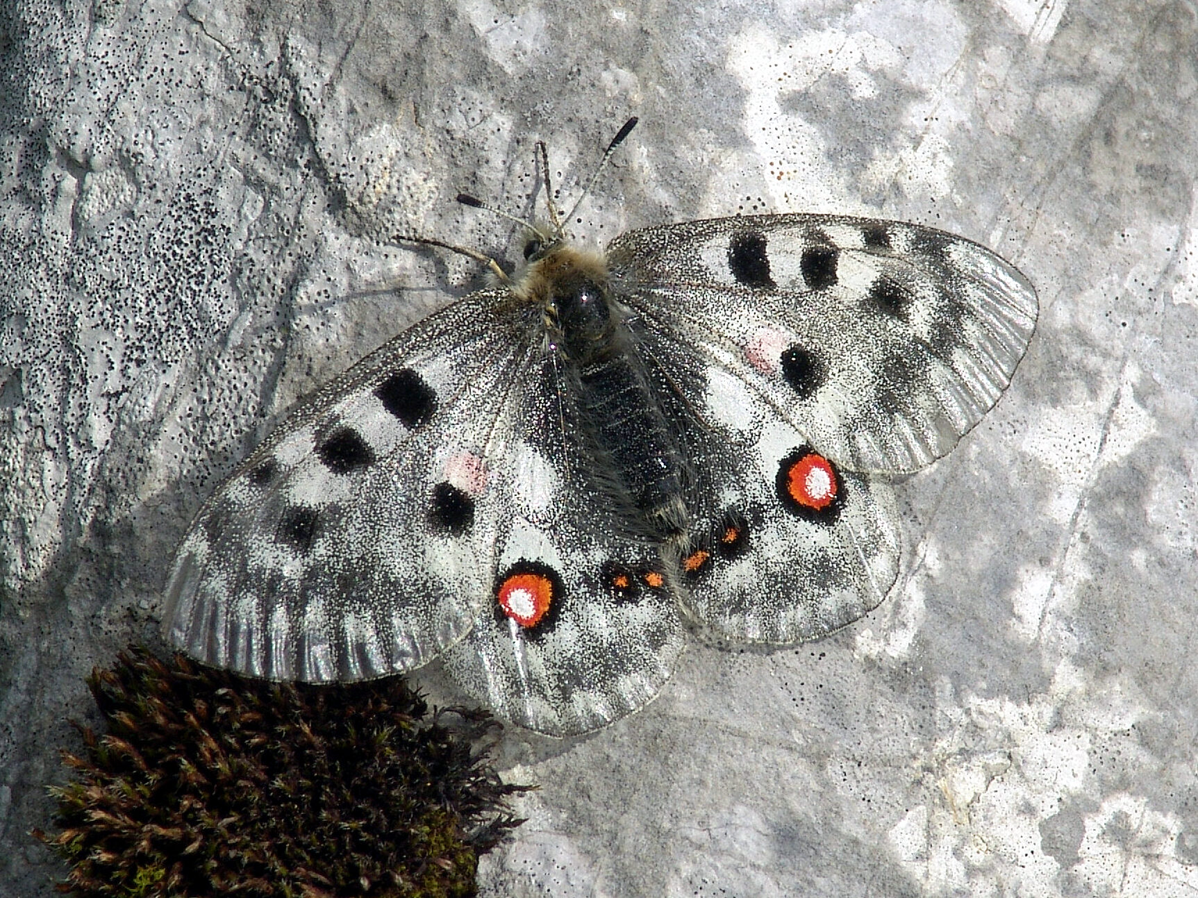 Bild Schmetterlin Parnassius apollo
