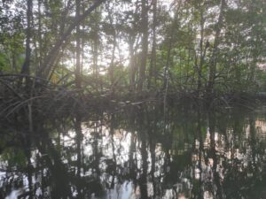 Mangroven Costa Rica 2