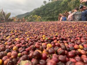 Früchte Costa Rica