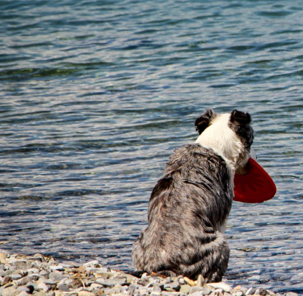 Hund im Urlaub am Strand