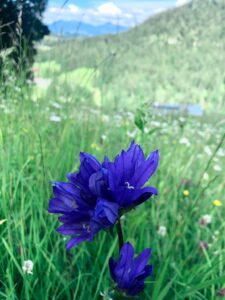 Campanula