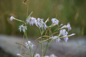 dianthus superbus