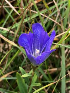 gentiana pneumonanthe