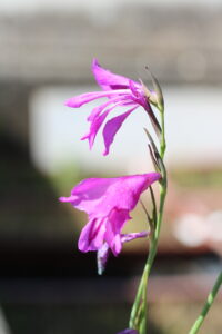 gladiolus palustris