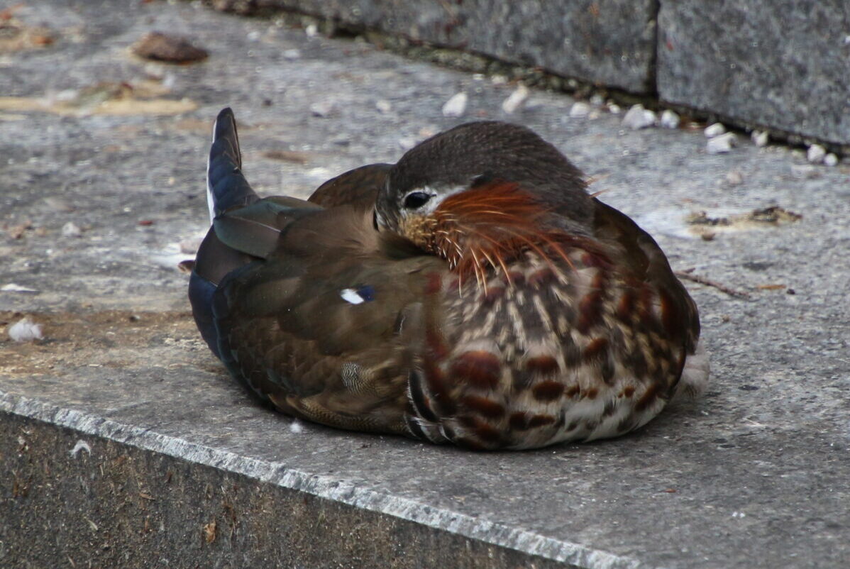 "Mandarinente" Aix galericulata