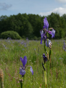 Iris_sibirica2_Wehoferbachwiese_20240520_Knickmannxxx