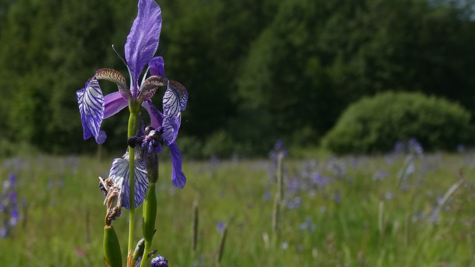 Iris Sibirica | Wehoferbachwiese | Artenvielfalt