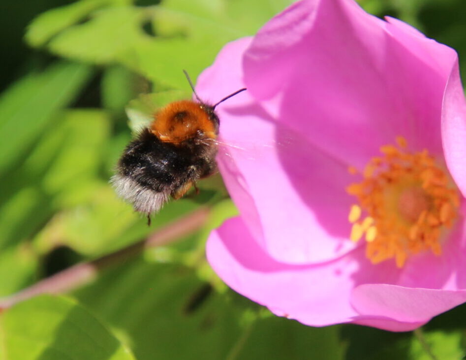 "Baumhummel" Bombus hypnorum