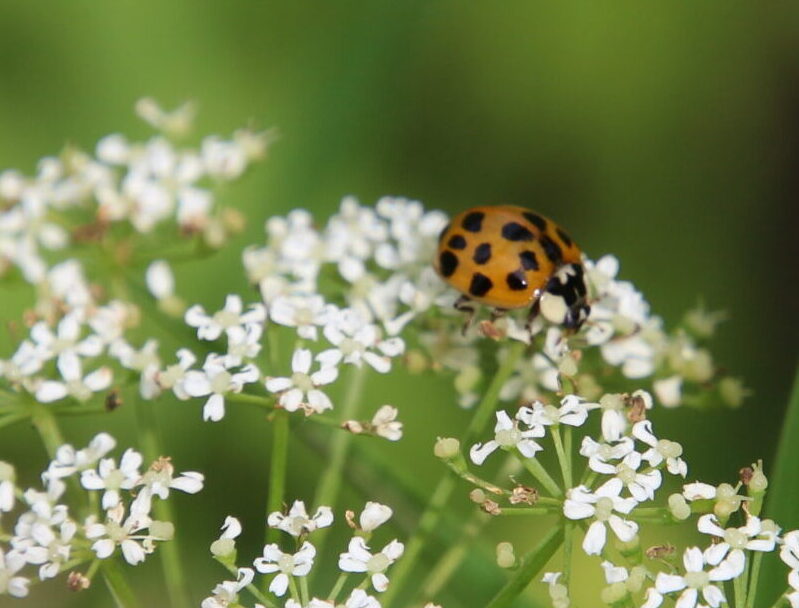 "Asiatischer Marienkäfer" Harmonia axyridis